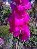 post-10573-0-38079000-1347816498_thumb.j