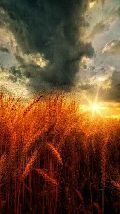 FielD-wallpaper-10877190.jpg