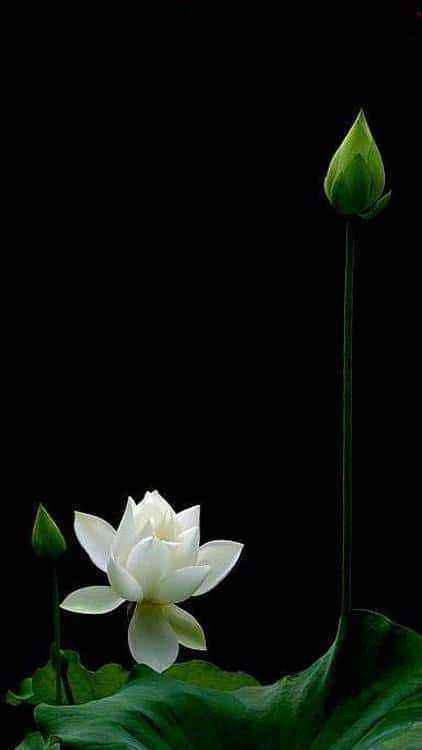 White_lotus_3-wallpaper-10862003.jpg