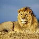 Panthera Leo