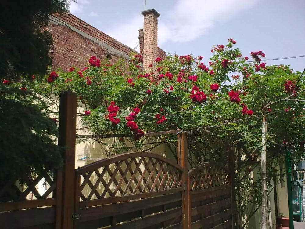 Slika0891.jpg