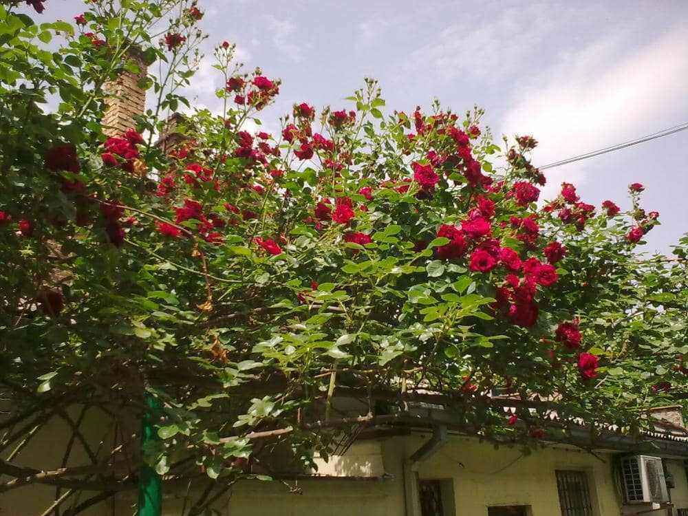 Slika0892.jpg