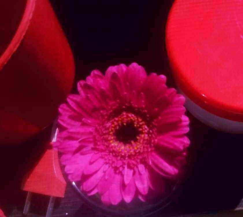 gerbera1.jpg