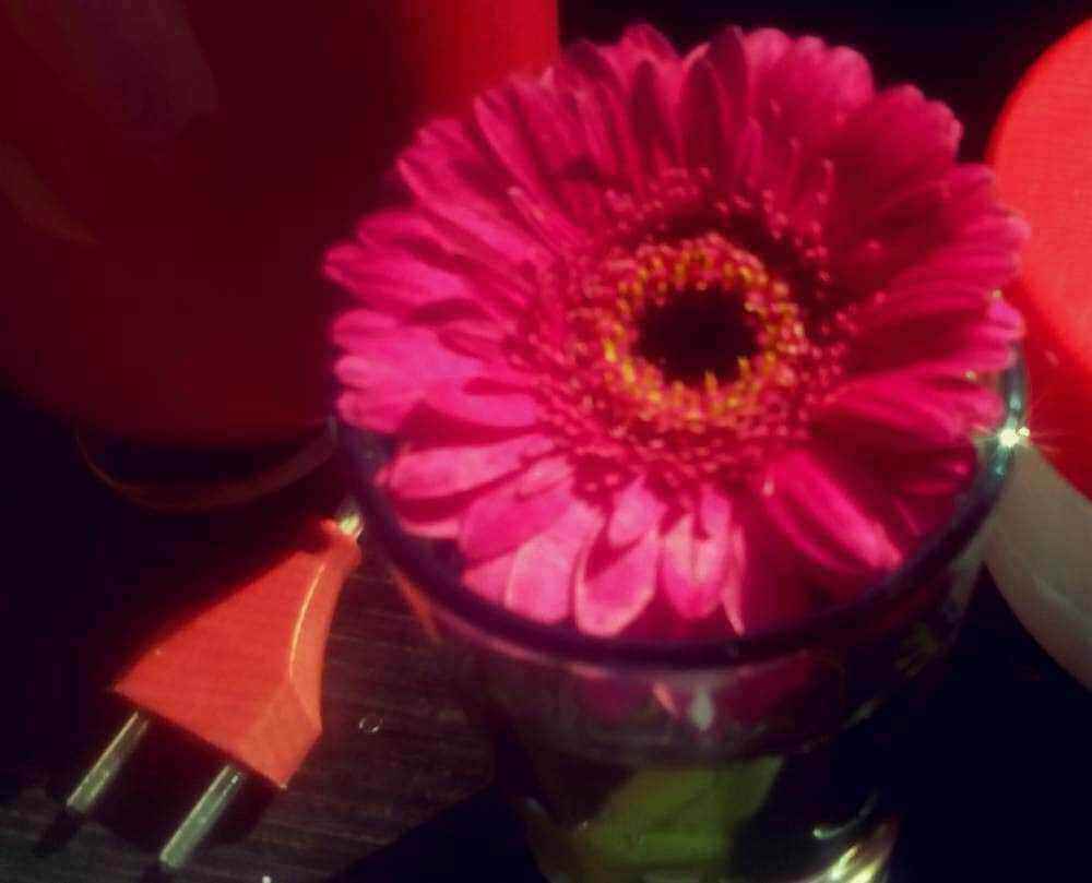 gerbera2.jpg