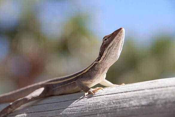 Lizard-sunbathing.jpg.98be25884817b70a7e0c4651fa016f1c.jpg