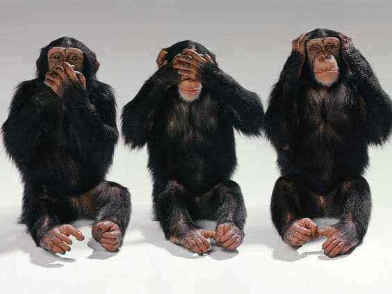 monkey.jpg.a19e6f1d03d5cbb18b5dcfca0a9a6e31.jpg
