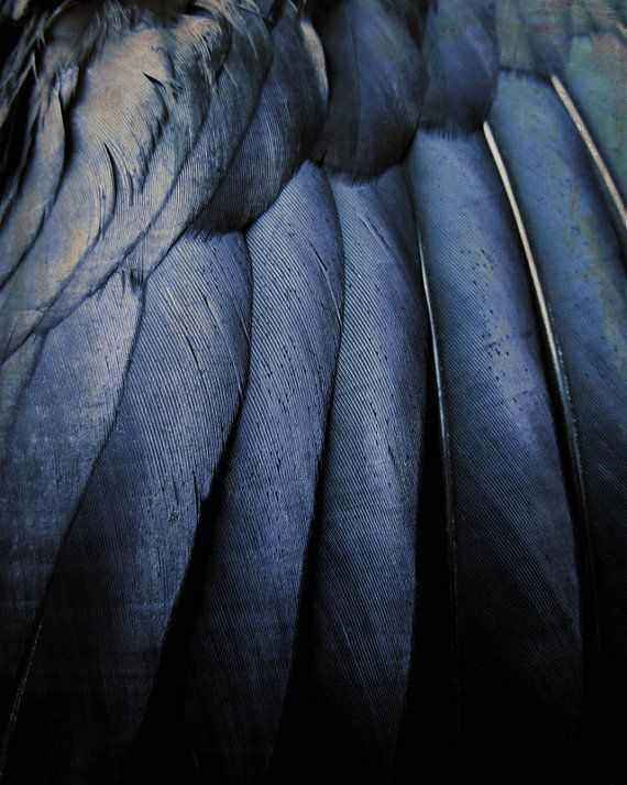 52069302b5d927d6fa18afbef61c627d--crow-feather-blue-feather.jpg.e3eee881d780bc0d920ccf77b849a386.jpg