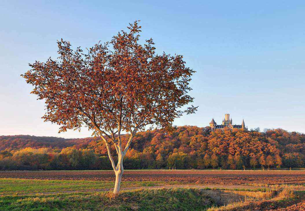 Marienberg_and_Marienburg_Castle_in_autumn.thumb.jpg.663807874f219416ec9f1c50e4783db0.jpg