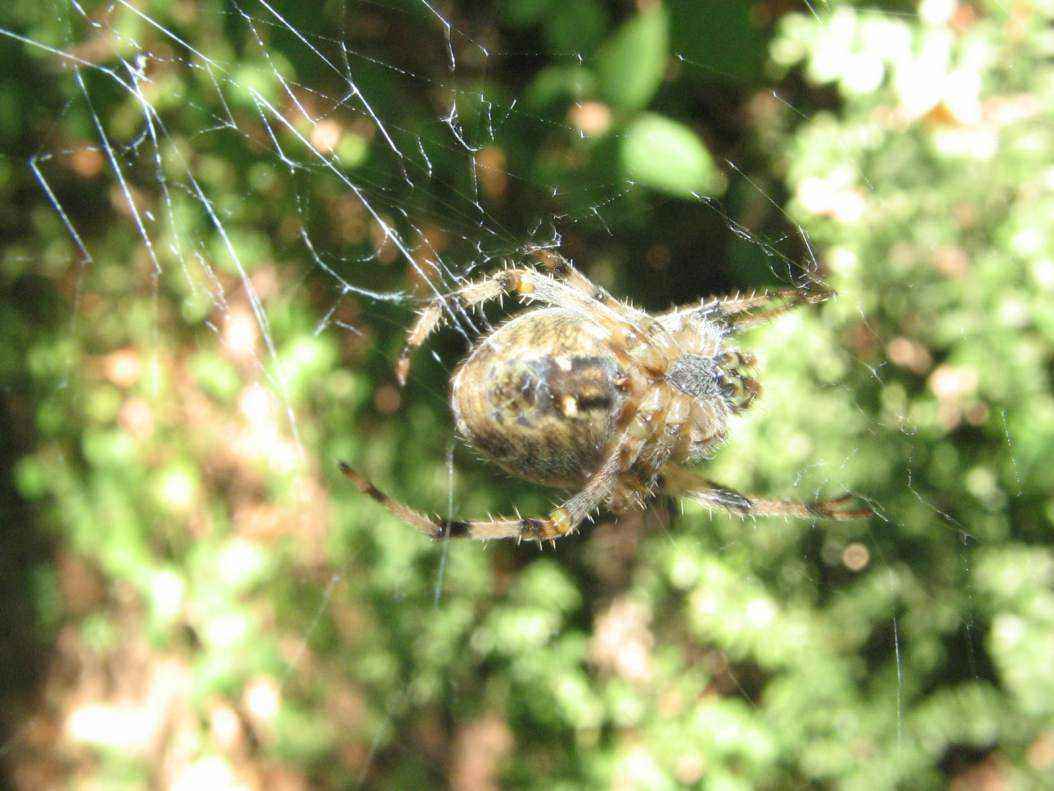 IMG_0245.thumb.JPG.51b22c9288e91e449fb2c2034d7c1d2f.JPG