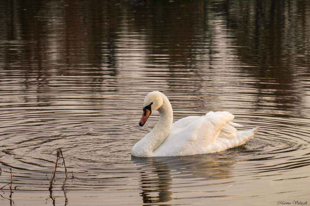 Swan.jpg