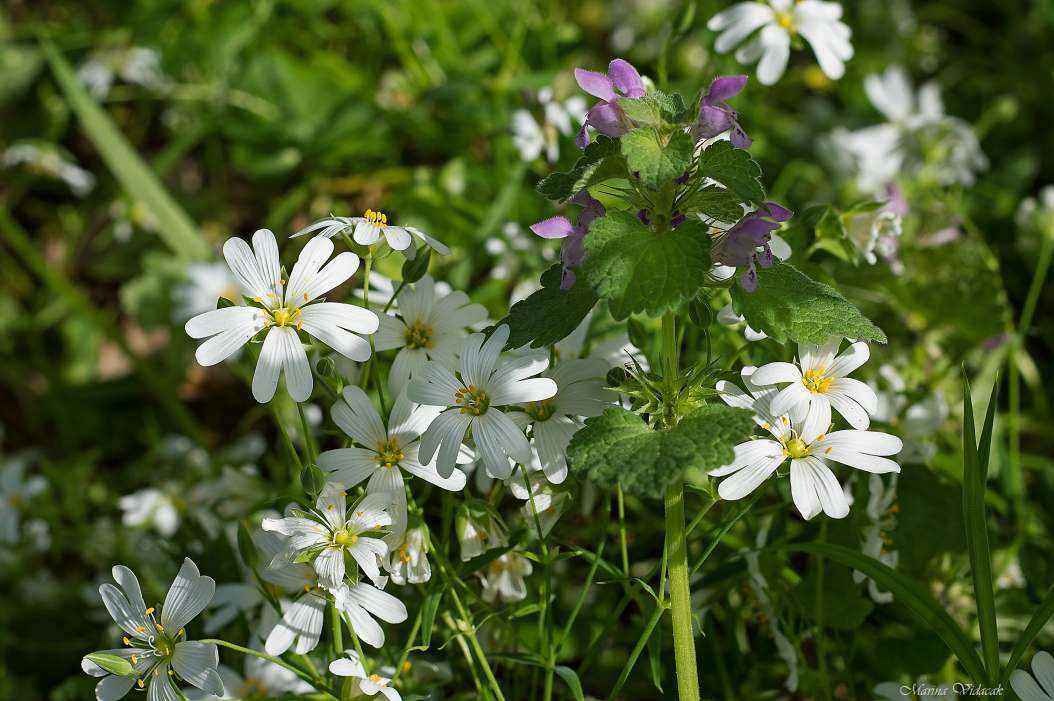 meadow_flowers.jpg