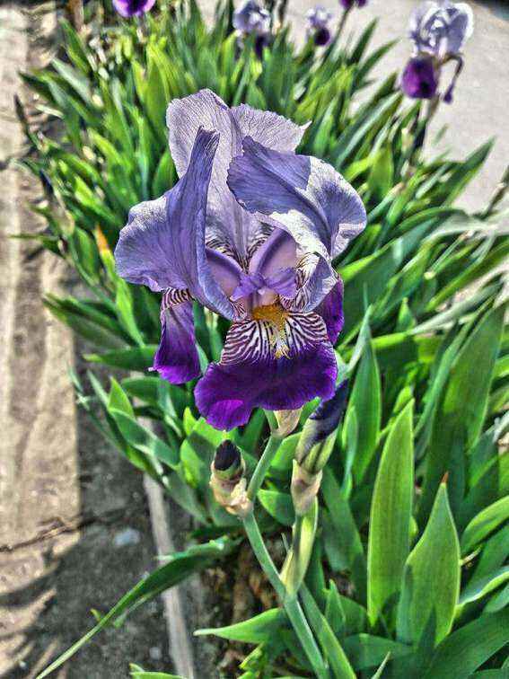 31964340_1540354516092056_7545103305265905664_n.thumb.jpg.0dca1e35abc16bbc16a7006007edcd3f.jpg