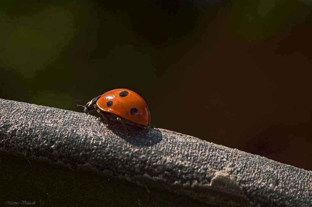 Ladybug.jpg