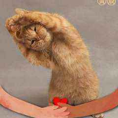 Kitties Quties