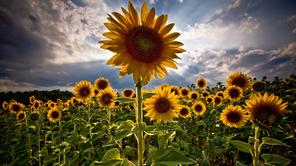 image.png.5ac484f5f27eb7422a56699a1e69ae33.png