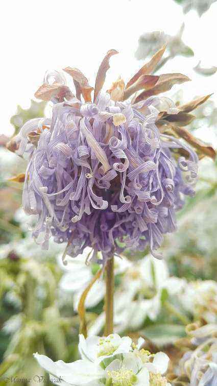 Dying beauty.jpg