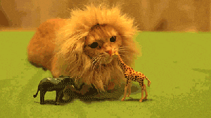 3ZiJ.gif.b864993c5f3a23b859b1e63ed636d37c.gif