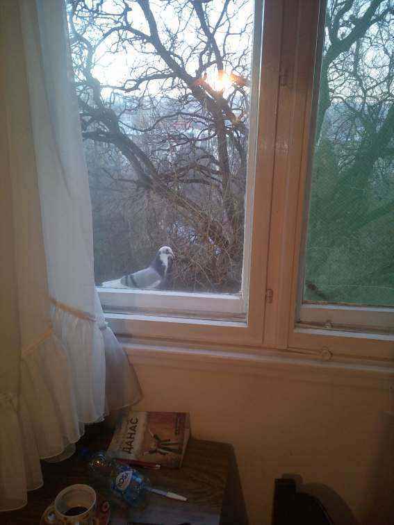 IMG_20181206_070658.jpg