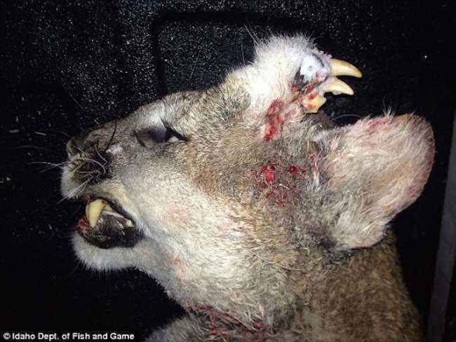 mutated-animals-US.jpg.ca271392529f17a3619953ab65762abb.jpg