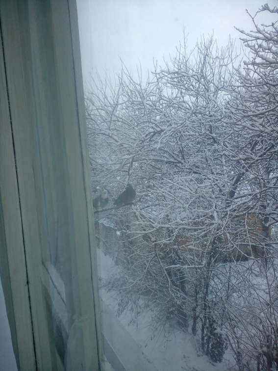 IMG_20190112_072757.jpg