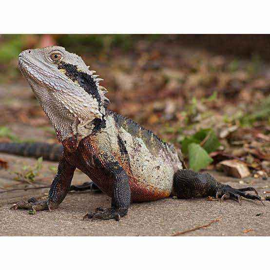 1992022985_waterdragon-GoogleSearch.jpg.18f497ce08aa993b07f7bb87ef84f8fc.jpg