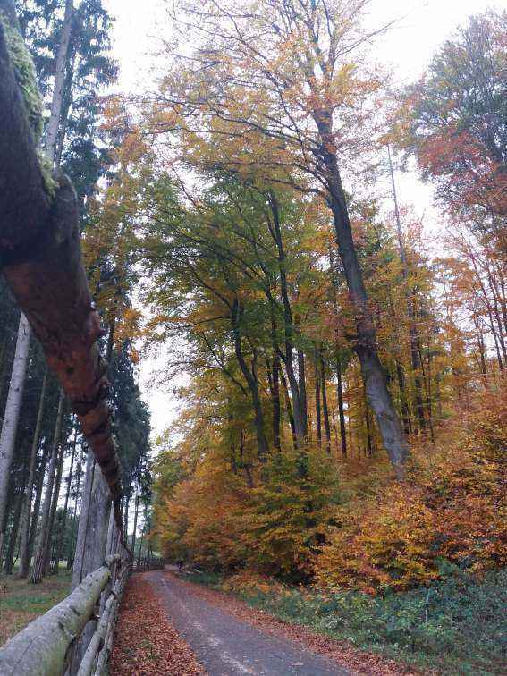 20181104_122414.jpg