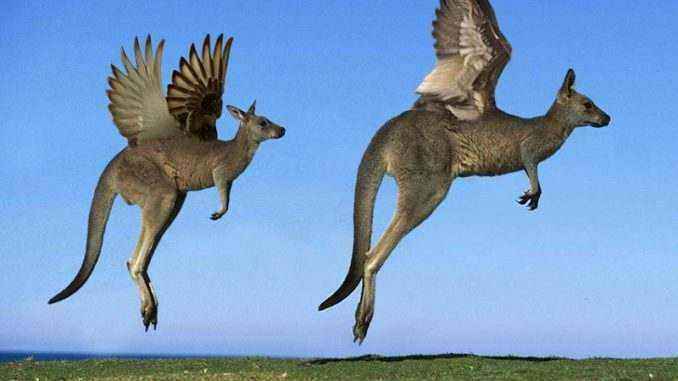 flying-kangaroo-bar-dan-duggan-beijing-1-678x381.jpg.104a7f91bb5350beabe9b1c76fcecb5f.jpg