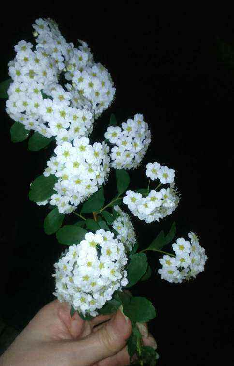 IMG_20190420_174055.JPG