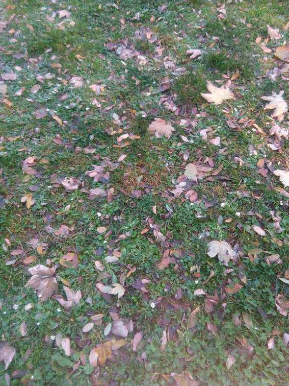 IMG_20191117_132722.jpg
