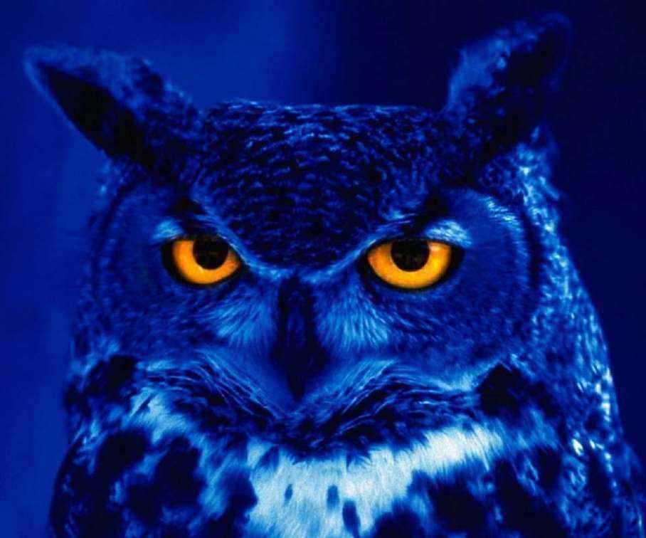 G_Neon_Owl-wallpaper-8917027.jpg