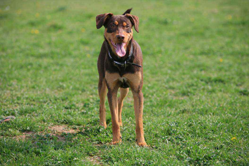 DOGGY6.JPG