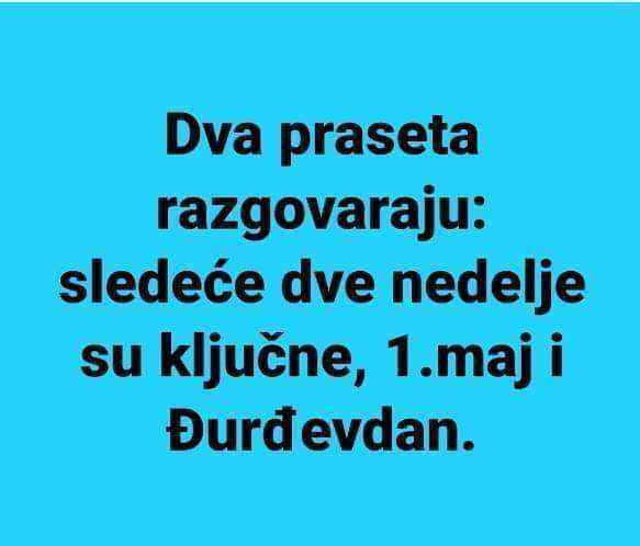 prasici.jpg.46deff16a9f71def7495741b0c4f01ff.jpg