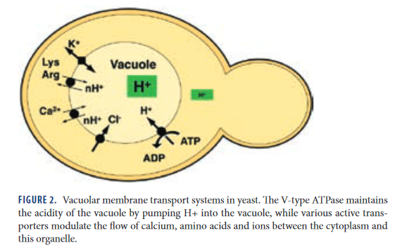 1172812403_Screenshot_2020-05-14YoshinoriOhsumi-NobelLectureMolecularMechanismsofAutophagyinYeast-ohsumi-lecturepdf(2).png.87b71c45945a6b101b8fea71019fe541.png