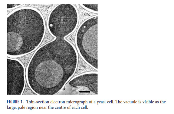 1521121643_Screenshot_2020-05-14YoshinoriOhsumi-NobelLectureMolecularMechanismsofAutophagyinYeast-ohsumi-lecturepdf(1).png.d9eb0f268513b465ac65890c2f63b4c4.png