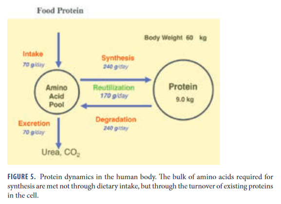 1773246825_Screenshot_2020-05-14YoshinoriOhsumi-NobelLectureMolecularMechanismsofAutophagyinYeast-ohsumi-lecturepdf(5).png.f5e65b655cf439ac773446692f028e47.png