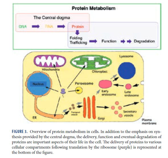 990789633_Screenshot_2020-05-14YoshinoriOhsumi-NobelLectureMolecularMechanismsofAutophagyinYeast-ohsumi-lecturepdf(3).png.5ad62c12f38f67c7cdcebc62c4c39e88.png