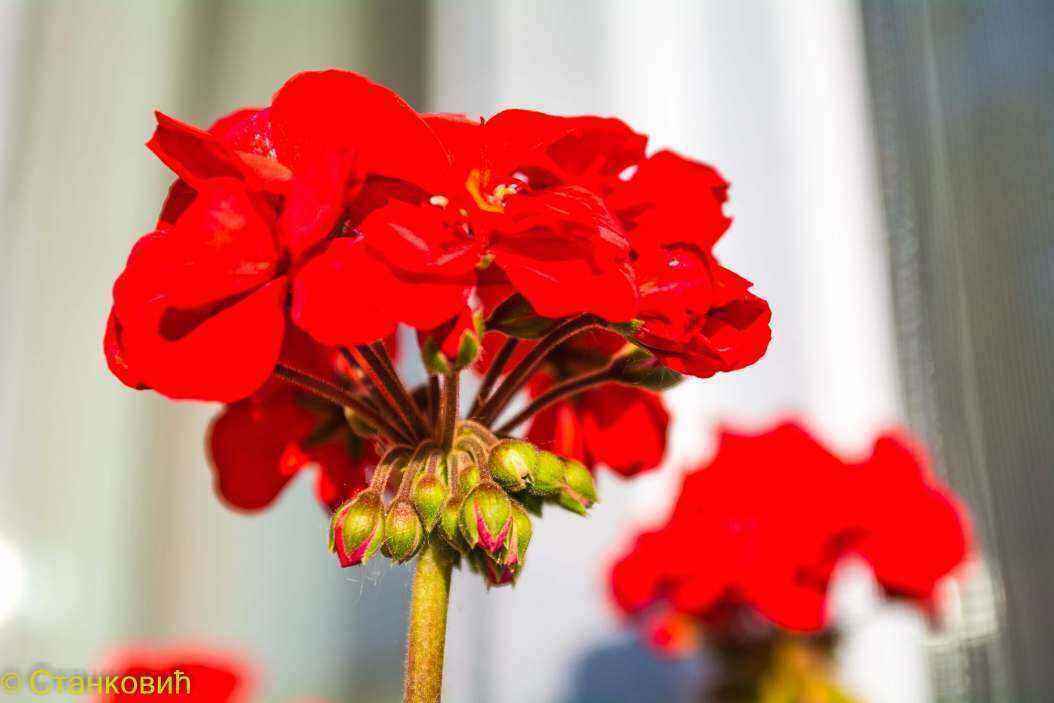VUK_0547.thumb.jpg.d9d3c87259b026f9631c9664248e9e20.jpg
