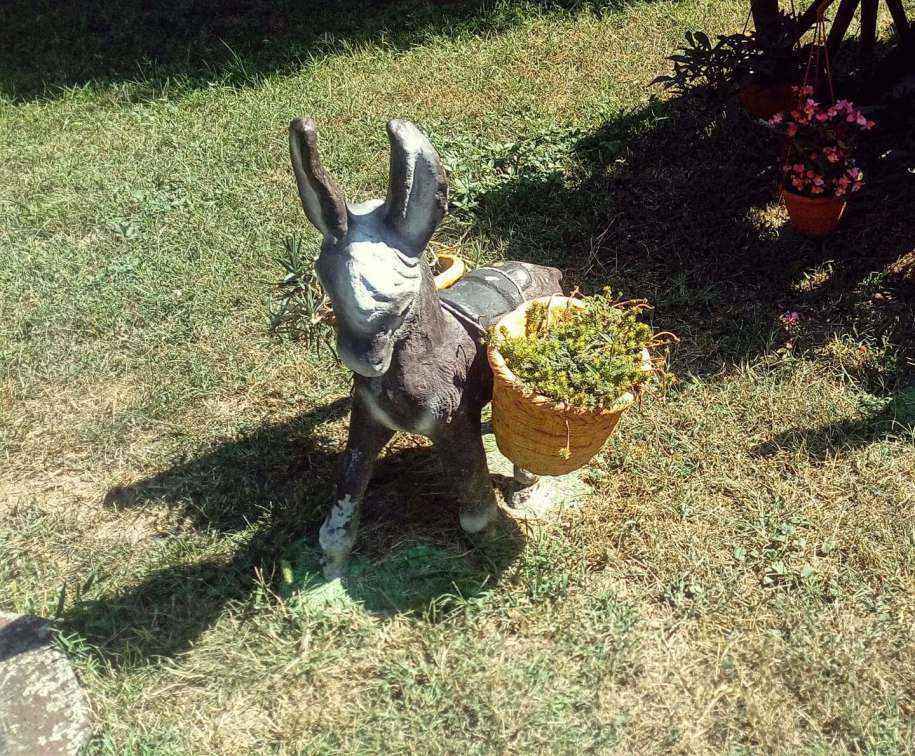 magarac.jpg