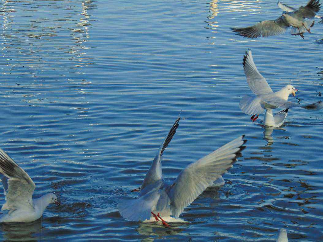DSC00018.thumb.JPG.e5a96056015e9a18ab6fd8ad5ef4b7af.JPG