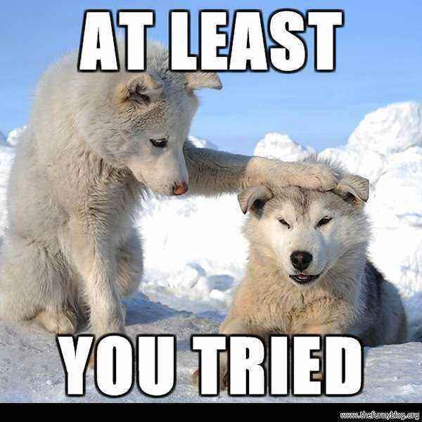 At-Least-You-Tried-Funny-Polar-Bear-Meme.jpg.fe9d26efe532ae8e5410be164903dfa1.jpg