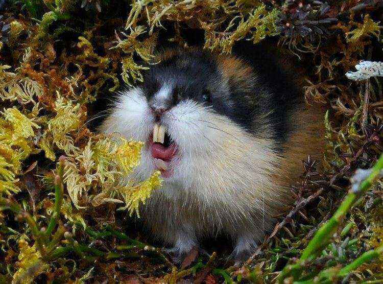 norway-lemming-6f8cd5a0-909a-4d7f-a4b3-680181eca57-resize-750.jpg.3aa3cc6b765ccdde6fa777b7bcb7ec0a.jpg