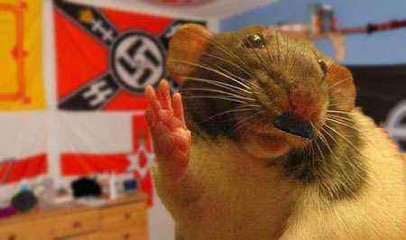 Hamster.jpg.e9e4a87a1511c75c770d7b48ae3b3e2a.jpg