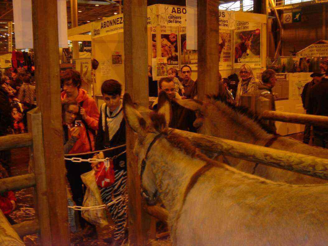DSC07988 - Copy.JPG
