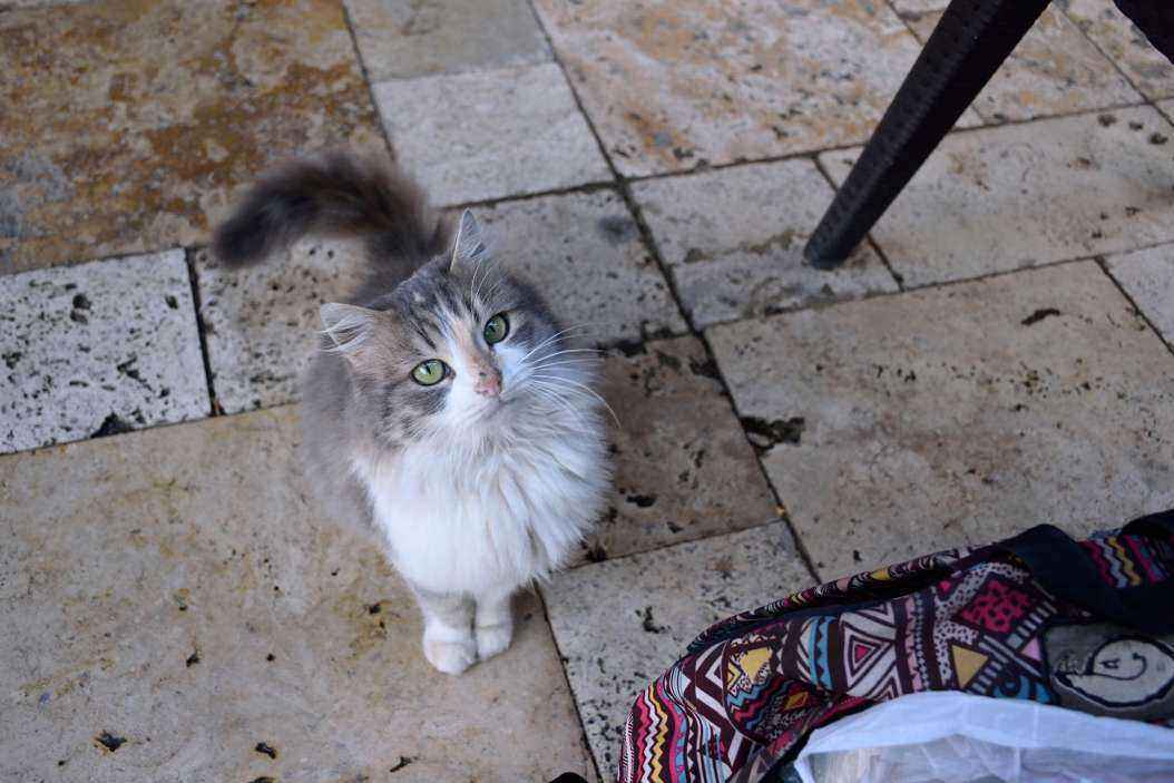 DSC_1578.jpg