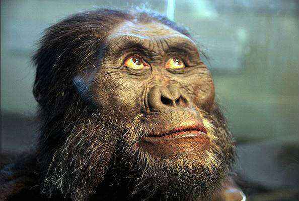 australopithecus-afarensis-594-398-49.jpg.405e38776ab31b695a97ff84d00f096b.jpg